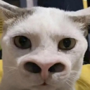avatar ⁶