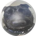 ben657