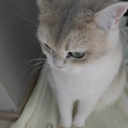 avatar 오버워치하자