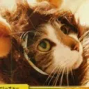 nekotya_