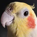 jooker_21