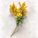 mimosa2861