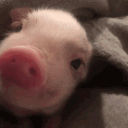 thebacon.