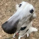 f1lashy avatar