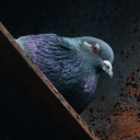 avatar cat (Irone Rabeer)