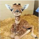 giraffeio99