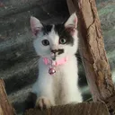neko_03282