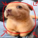 avatar sarahbeara <3