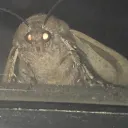 shadowferno