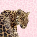 tarammc