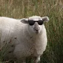 insanesheep