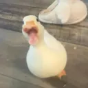 wpuon