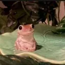 Аватар happiness_frog