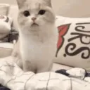 honarableslumin