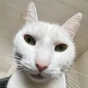 eltukii