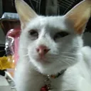 nonoydilao52521