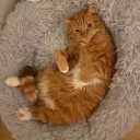 kimchicat44 avatar