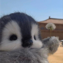 Pengu