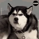 angrydoggochief0756
