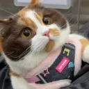 Аватар lanfiks