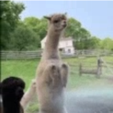 bongacik89150#3916's avatar