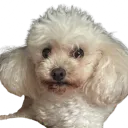 lordzxt avatar