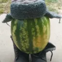Аватар regular_arbuz