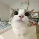 Аватар loviflezhbek.