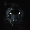 panther4928