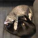 superfluousfish