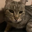 probfoxtroat