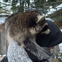 avatar ꒰🧸꒱ 𝒃𝒊𝒃𝒐 ⟢