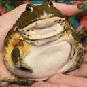 frogenjoyer