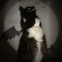 shadowmcdk