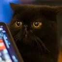 ochyai
