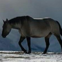 avatar ☆𓃗☆ ßαιℓєу ☆𓃗☆