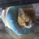 avatar // oreidha ֹ •