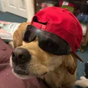 rayfedd