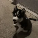 rayfedd