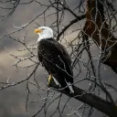 eagle3680