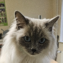 avatar Borderlineexistenz