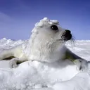 sealchief.