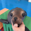 avatar luxuryrangerover 2.0