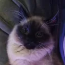 salmananimates