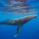 humpbackwhale8060