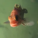 oceangateexpdn
