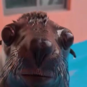 avatar IkariusGaming