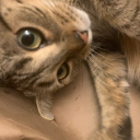 avatar IkariusGaming (gone for a while)