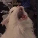 nicekunp
