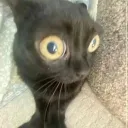 cyyislucky avatar
